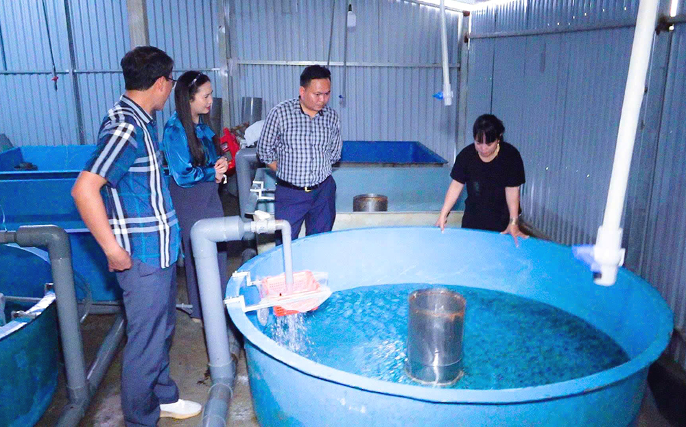 Trang trại cá tầm của chị Nguyễn Thị Lân thu tiền tỷ hàng năm nhờ nuôi cá tầm thương phẩm và cá tầm giống.
